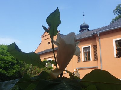 Magnolia macrophylla šácholan velkolistý 